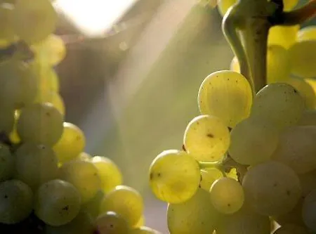 Bed and Breakfast Lauras Weinherberge 4*