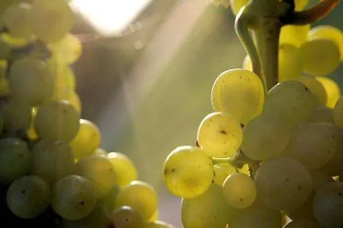 Alojamento de Acomodação e Pequeno-almoço Lauras Weinherberge 4*