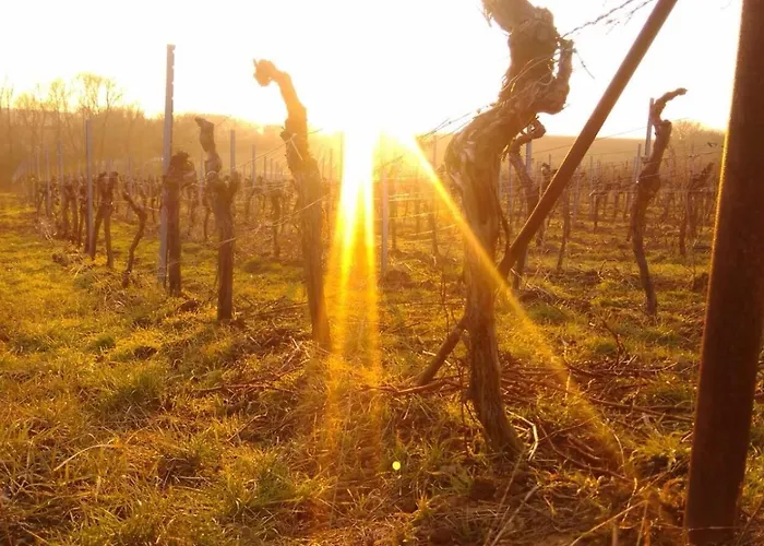 Lauras Weinherberge Leinsweiler