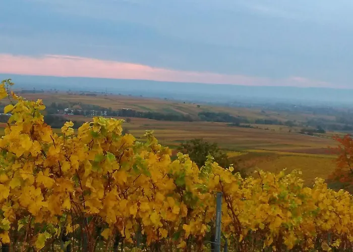 Lauras Weinherberge Frühstückspension